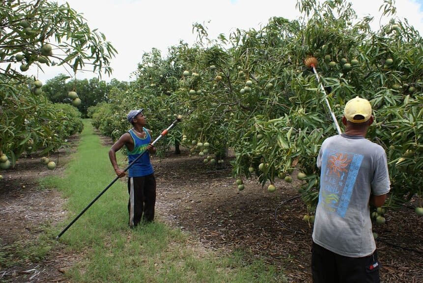 Mangos mango farm workers