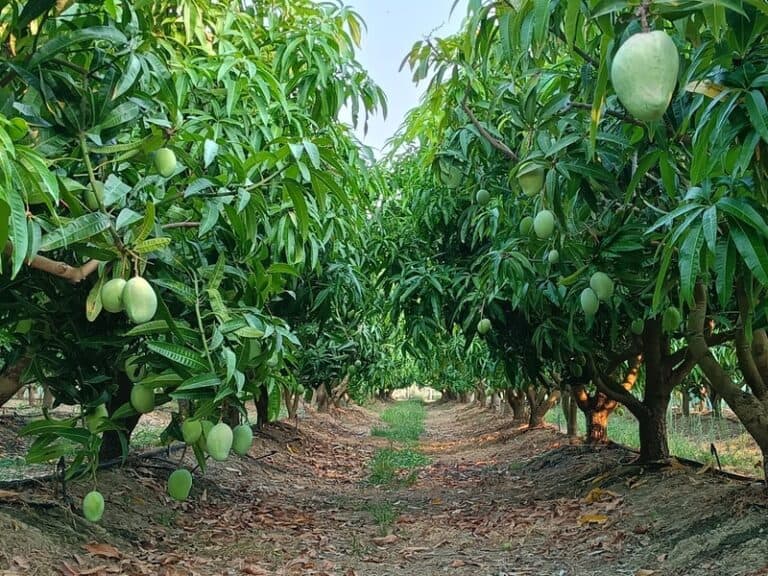 Mangos farm with dirt tracks where vehicles can drive among the trees.