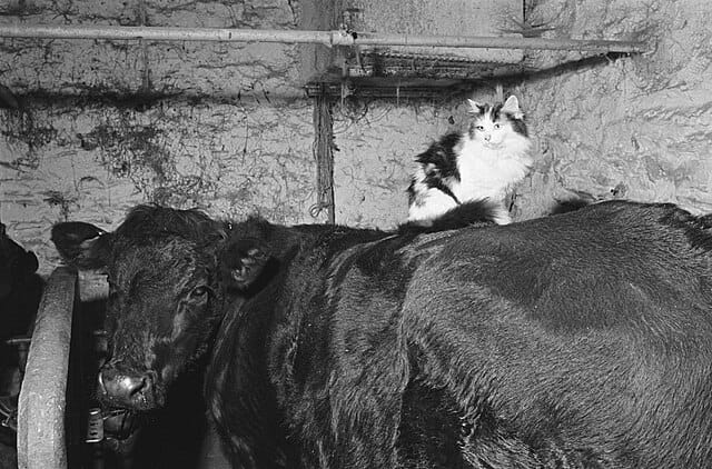 House cats with bird flu. A cat sleeping on the back of a cow in the barn