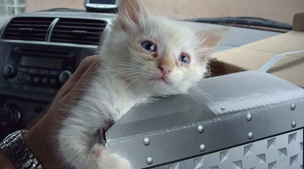 House cats with bird flu a sick kitten with runny eyes common in upper respiratory infections