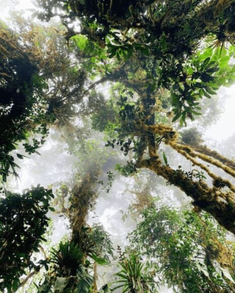 Nature in the woods. Looking up at the sky through the trees.