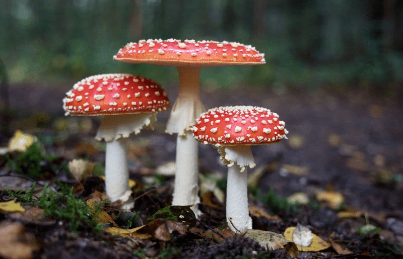 Red-capped mushrooms growing in nature.