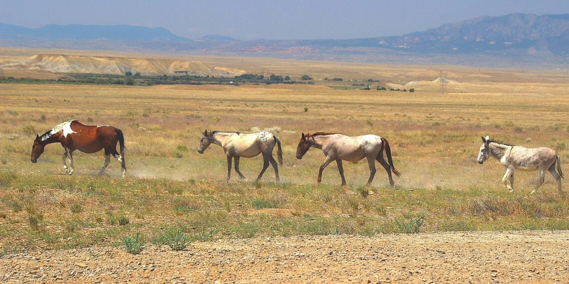 Thpos protect tribal lands like this one, with wild horses roaming the area