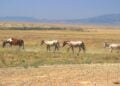 Thpos protect tribal lands like this one, with wild horses roaming the area