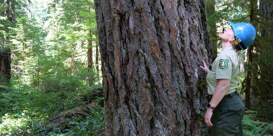 Forest service old growth tour